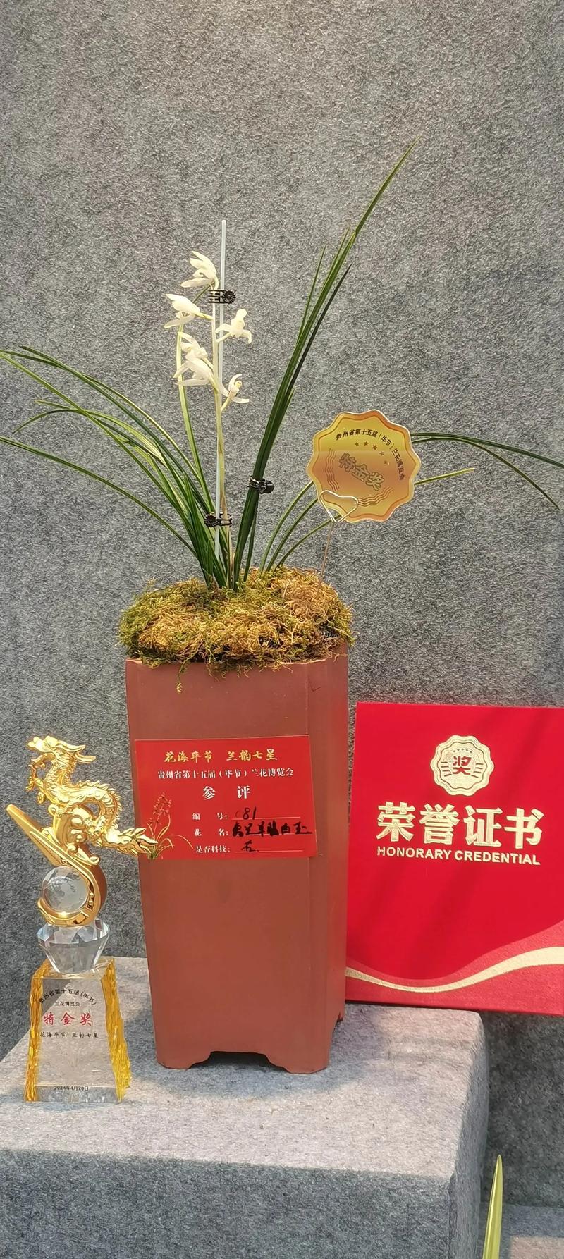 贵州最贵兰花品种究竟值多少？-图1