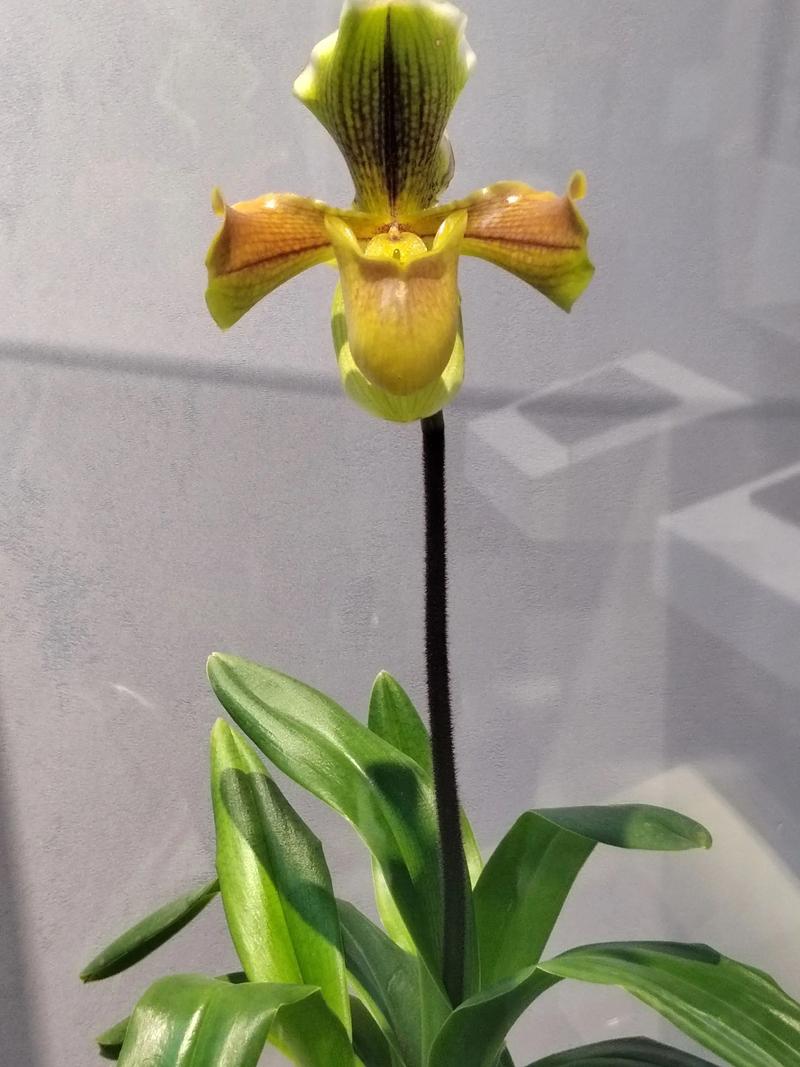 贵州最贵兰花品种究竟值多少？-图2