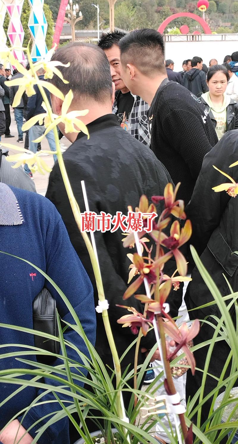 贵州最贵兰花品种究竟值多少？-图3