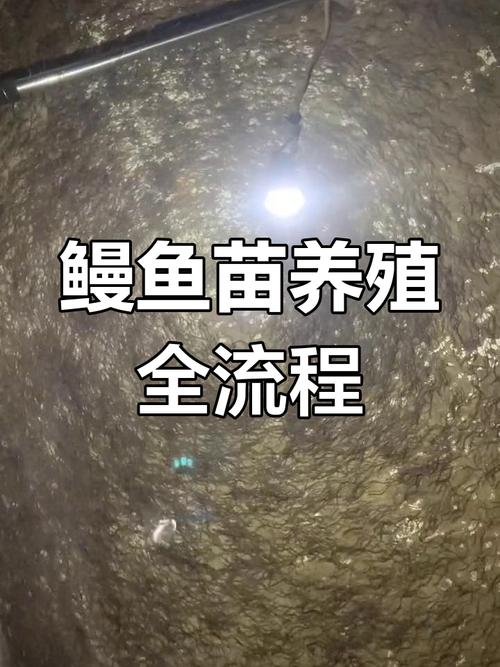 鳗鱼养殖技术关键点是什么?-图3 鳗鱼养殖技术关键点是什么?-图3