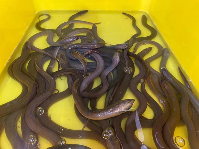 鳗鱼养殖技术关键点是什么?-图2 鳗鱼养殖技术关键点是什么?-图2