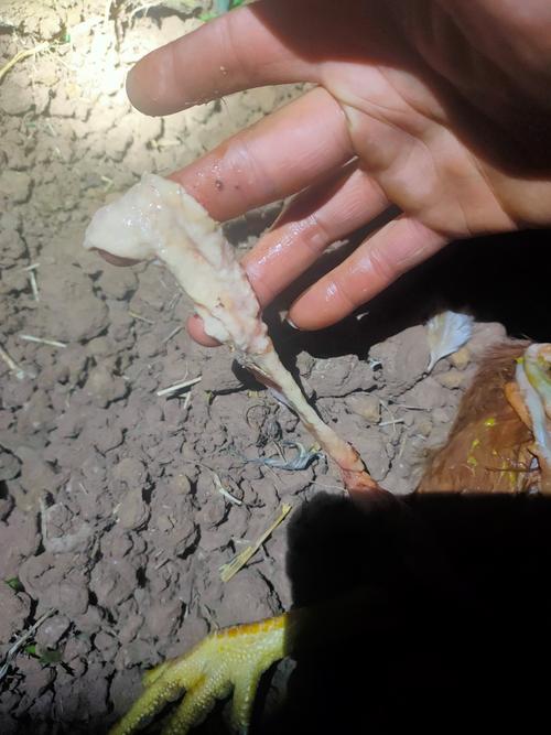 养殖技术不会，该去哪里学？-图2