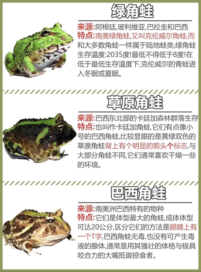 青蛙养殖有哪些常见品种?-图2 青蛙养殖有哪些常见品种?-图2