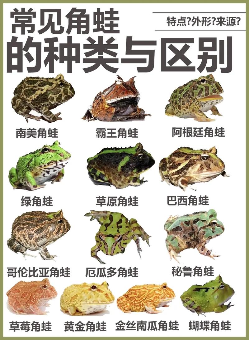 青蛙养殖有哪些常见品种?-图1 青蛙养殖有哪些常见品种?-图1