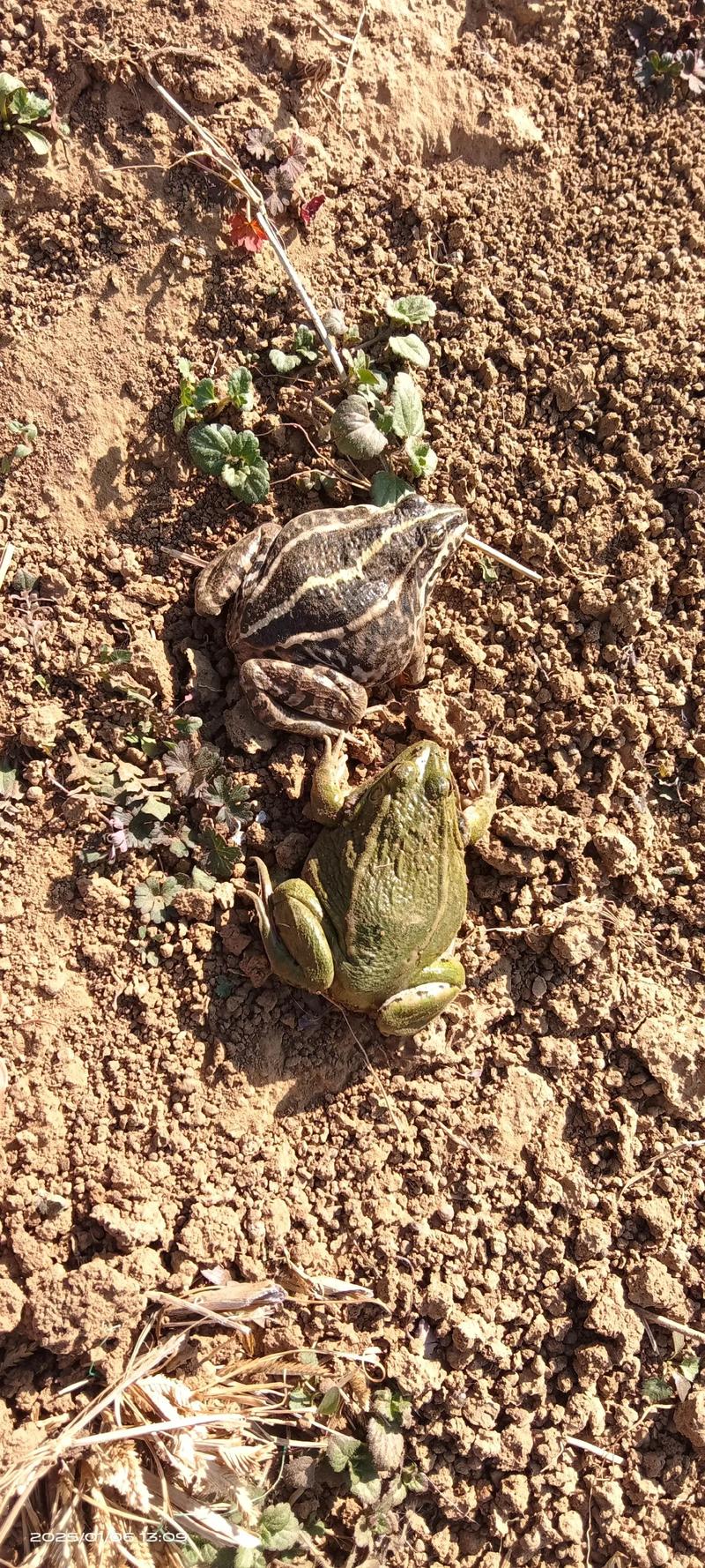 青蛙养殖有哪些常见品种？-图3