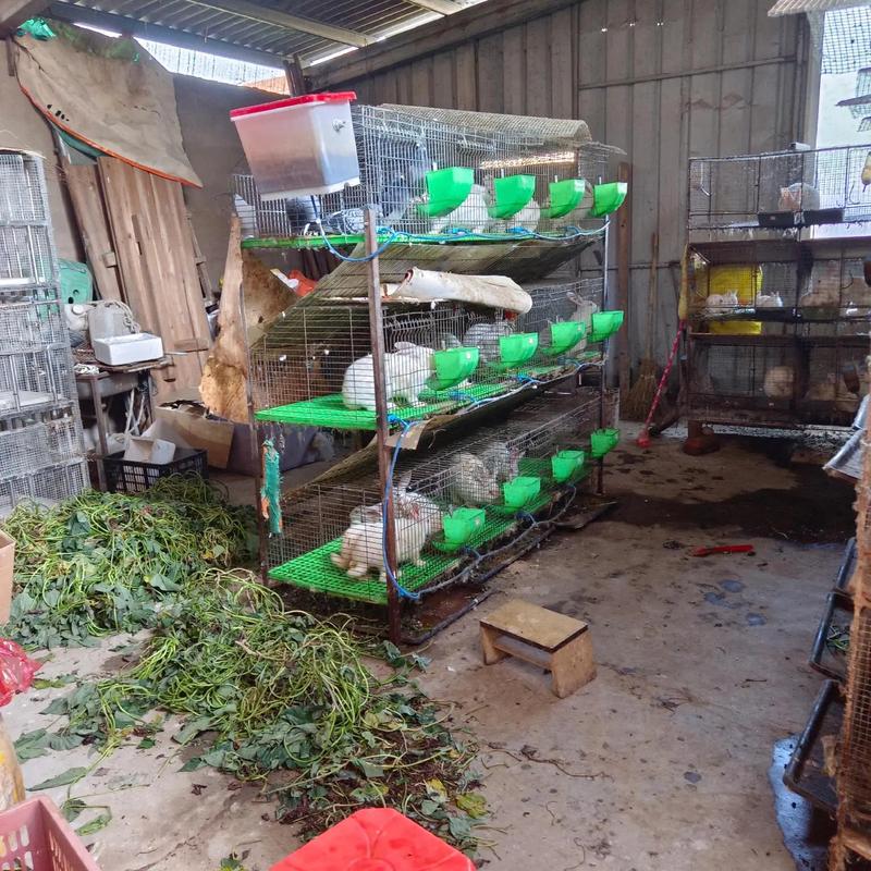 贵州兔子养殖技术哪里学?-图1 贵州兔子养殖技术哪里学?-图1