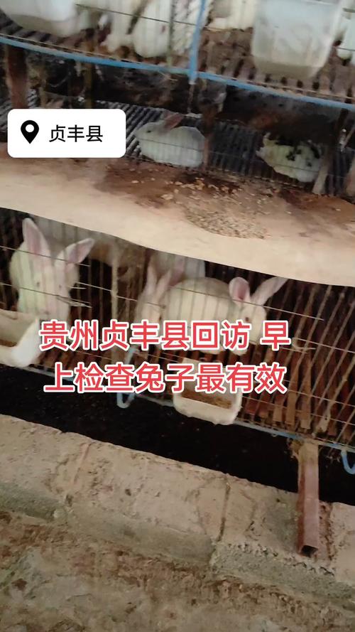 贵州兔子养殖技术哪里学？-图3