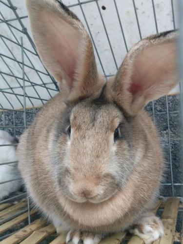 贵州兔子养殖技术哪里学?-图2 贵州兔子养殖技术哪里学?-图2