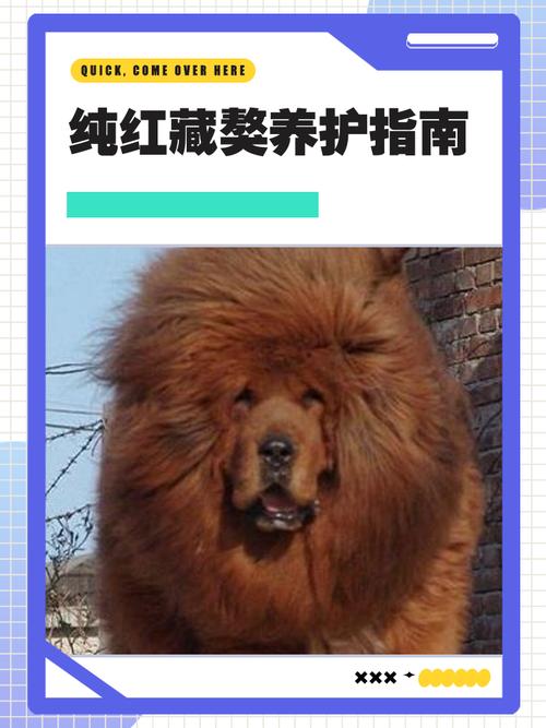 中国藏獒养殖技术视频要点有哪些？-图1