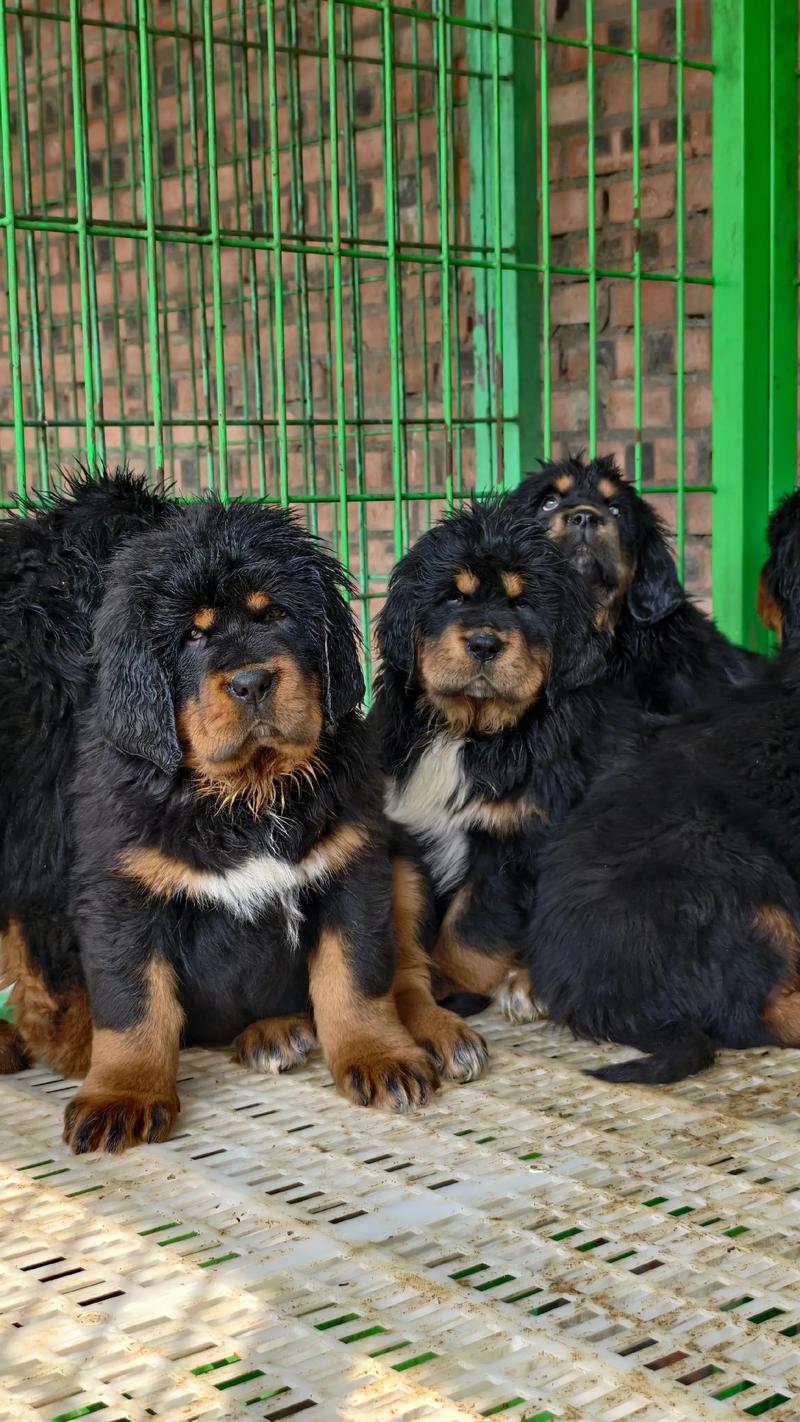 中国藏獒养殖技术视频要点有哪些？-图2