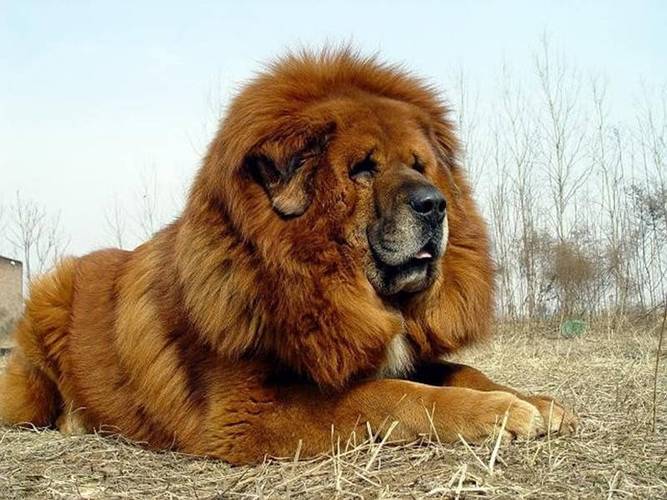 中国藏獒养殖技术视频要点有哪些？-图3