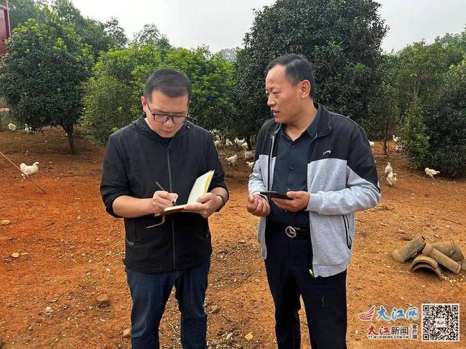 泰和乌鸡养殖技术要点有哪些?-图1 泰和乌鸡养殖技术要点有哪些?-图1