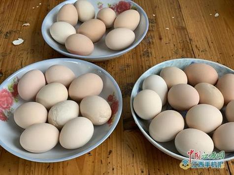 泰和乌鸡养殖技术要点有哪些?-图2 泰和乌鸡养殖技术要点有哪些?-图2