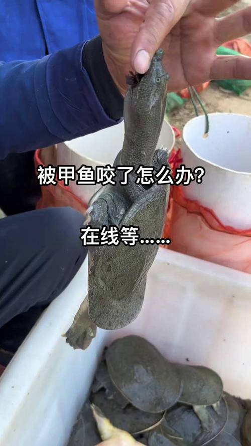 甲鱼养殖技术要点有哪些？-图3