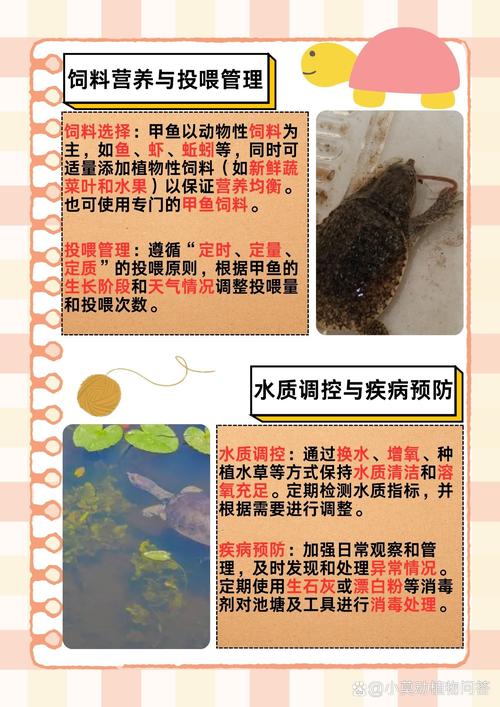 甲鱼养殖技术要点有哪些？-图1