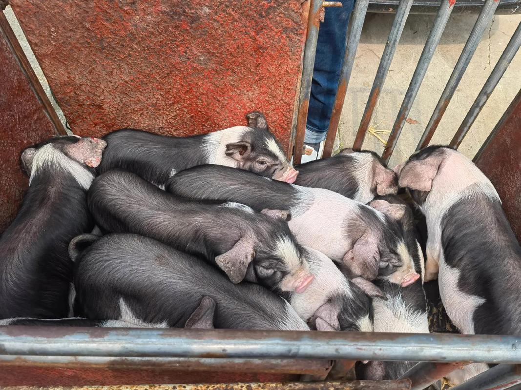 农村创业，小耿选什么猪品种好？-图1