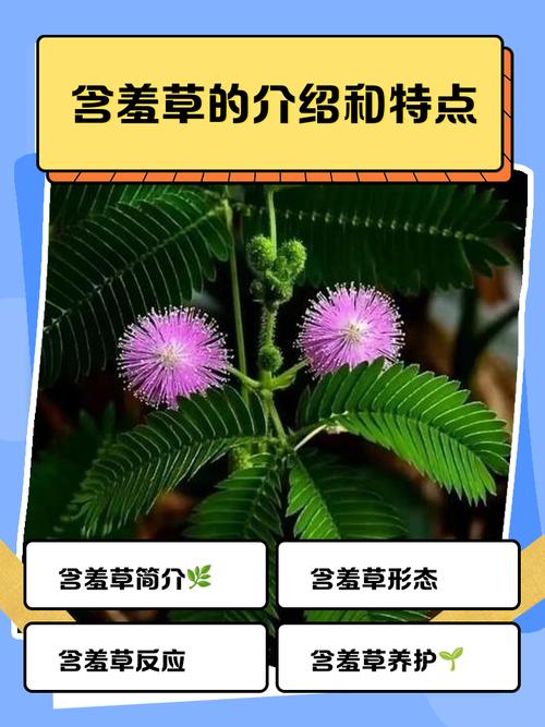 含羞草名称与品种有哪些？-图1