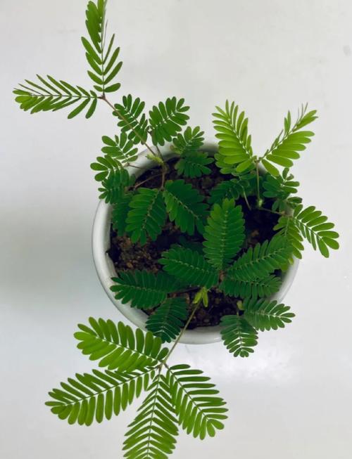 含羞草名称与品种有哪些？-图3