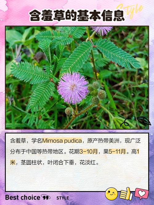 含羞草名称与品种有哪些？-图2