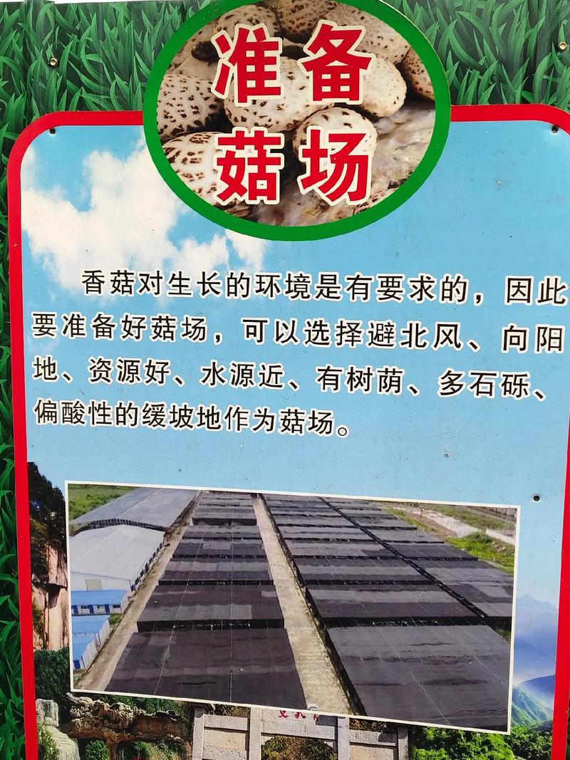 大蘑菇种植技术视频,关键步骤有哪些?-图1 大蘑菇种植技术视频,关键步骤有哪些?-图1