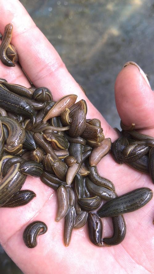 2025宽体金线蛭价格会涨还是会跌？-图2