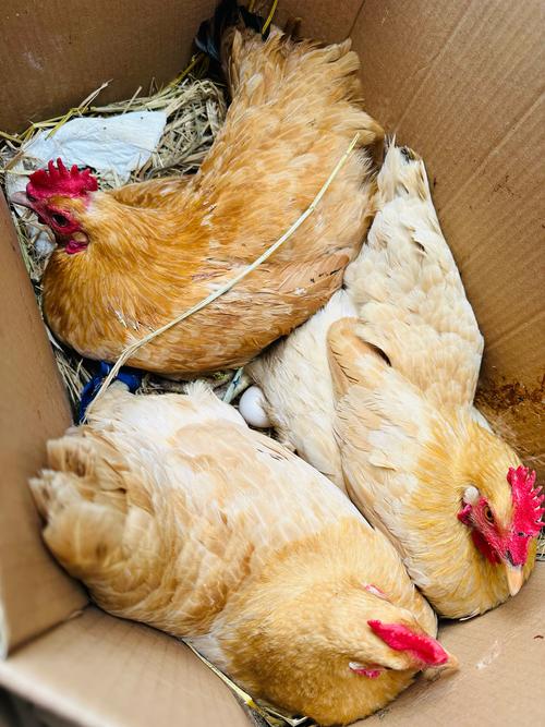 最会下蛋的鸡是哪个品种?-图1 最会下蛋的鸡是哪个品种?-图1