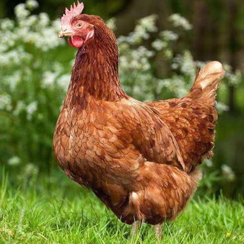 最会下蛋的鸡是哪个品种?-图3 最会下蛋的鸡是哪个品种?-图3