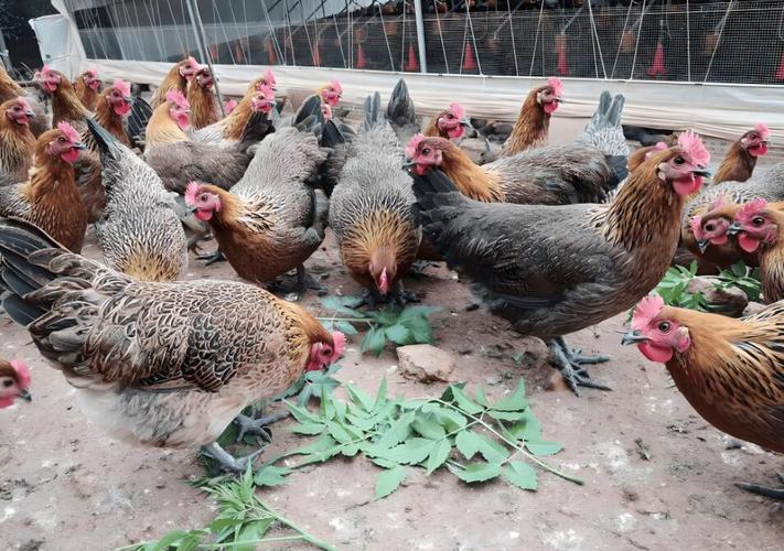 最会下蛋的鸡是哪个品种？-图2