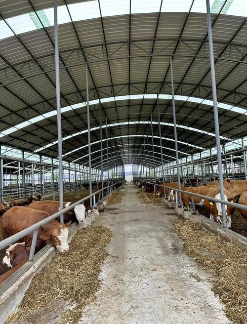 CCTv7黄牛养殖技术关键点是什么？-图1