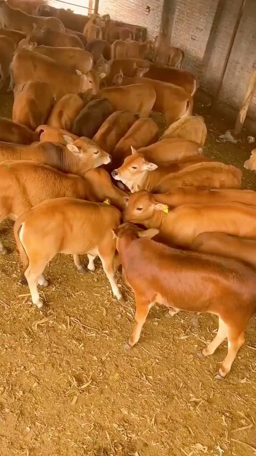 CCTv7黄牛养殖技术关键点是什么？-图2