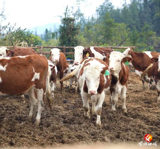 CCTv7黄牛养殖技术关键点是什么？-图3