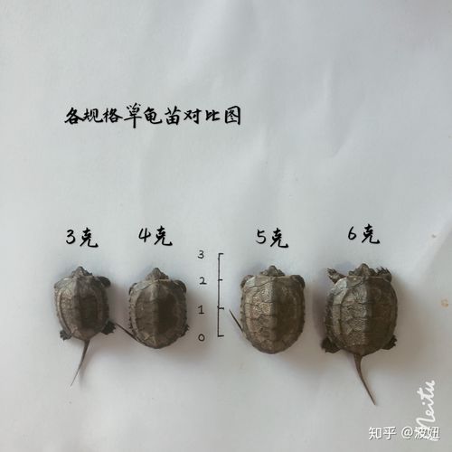 茂名中华草龟苗价格多少?电话多少?-图3 茂名中华草龟苗价格多少?电话多少?-图3