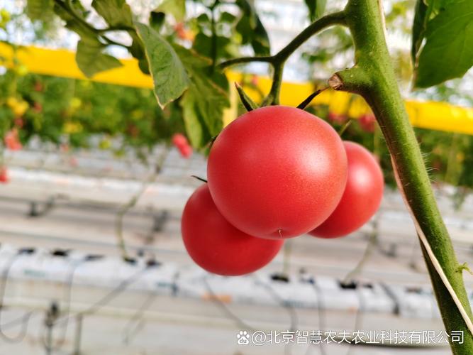 番茄种植技术CCTV7有何要点？-图1
