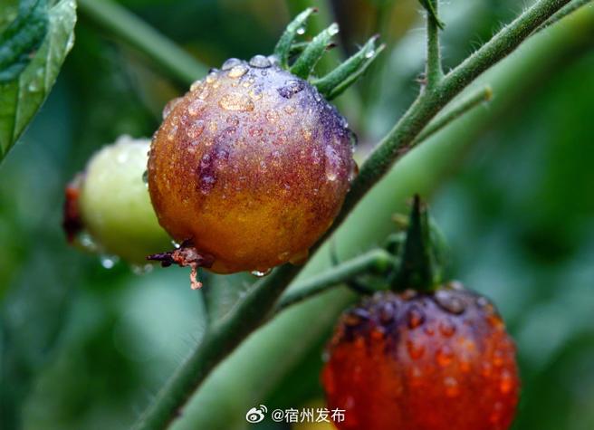 番茄种植技术CCTV7有何要点？-图2