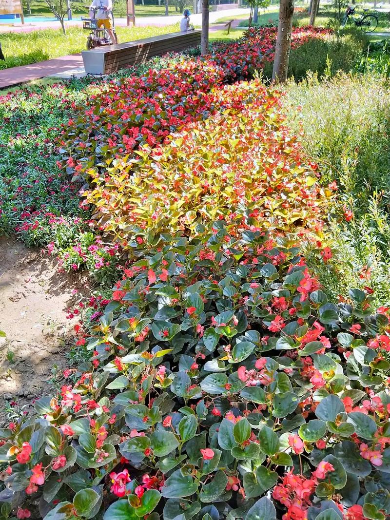 玻璃海棠有哪些常见品种?-图3 玻璃海棠有哪些常见品种?-图3