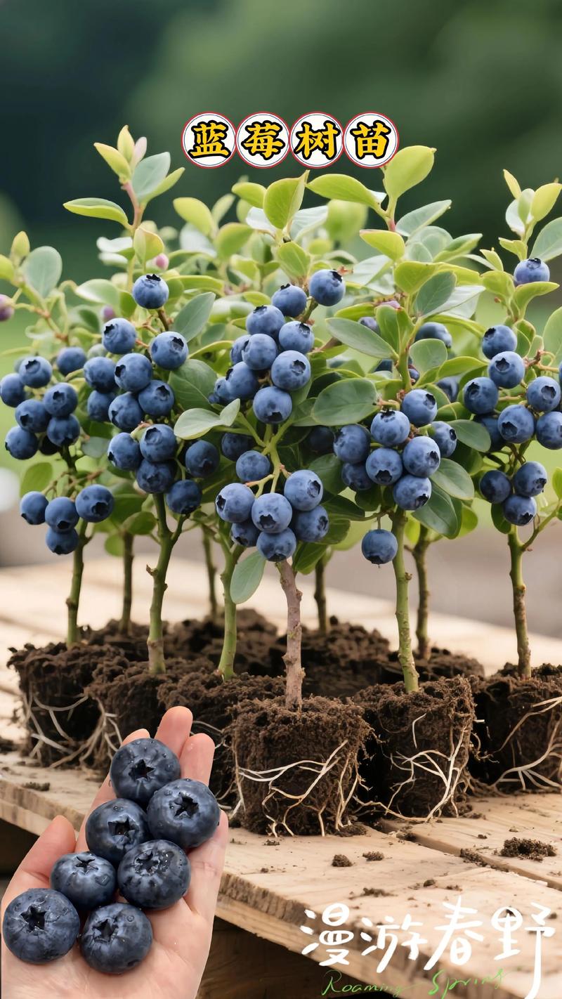 蓝莓种植技术视频哪里能下载？-图1