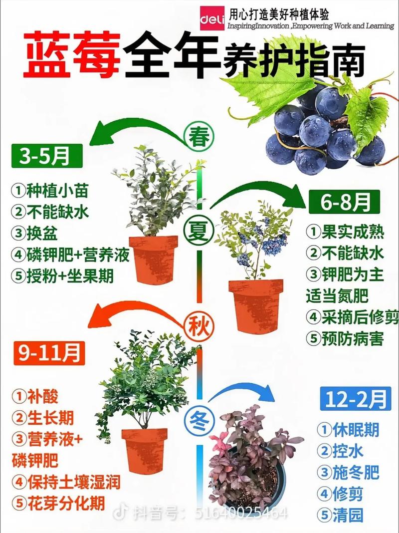 蓝莓种植技术视频哪里能下载？-图2