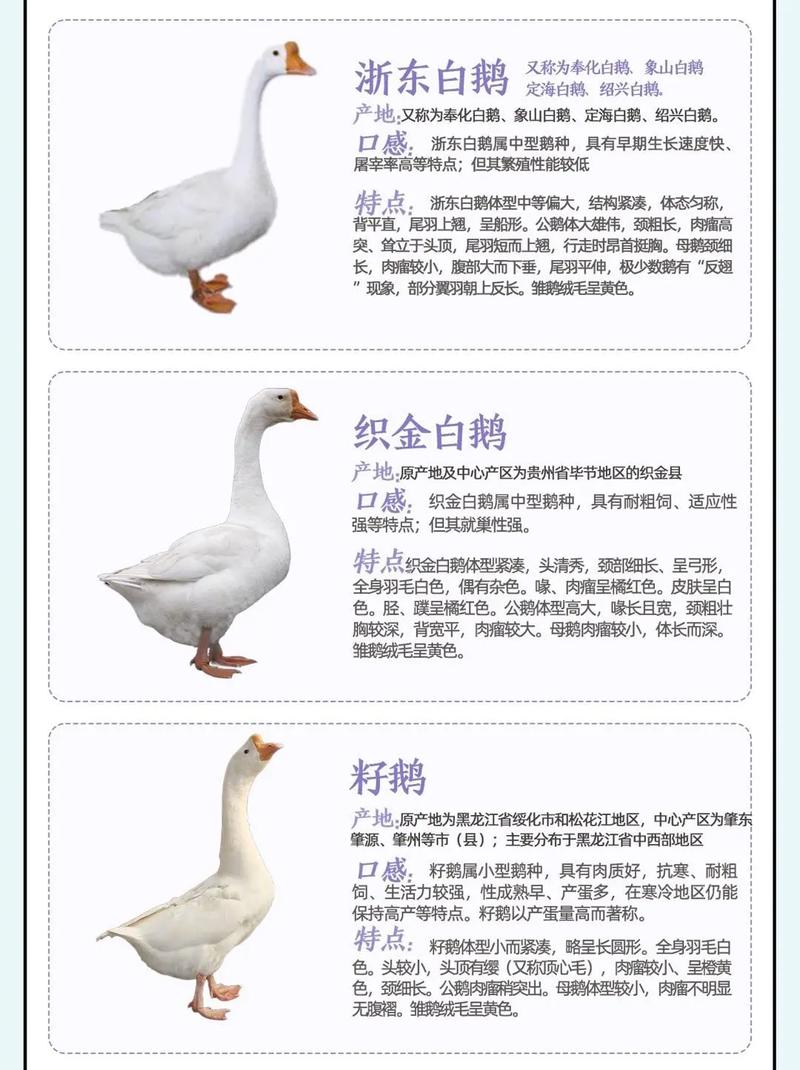 哪些鹅品种适合生产肥肝?-图3 哪些鹅品种适合生产肥肝?-图3