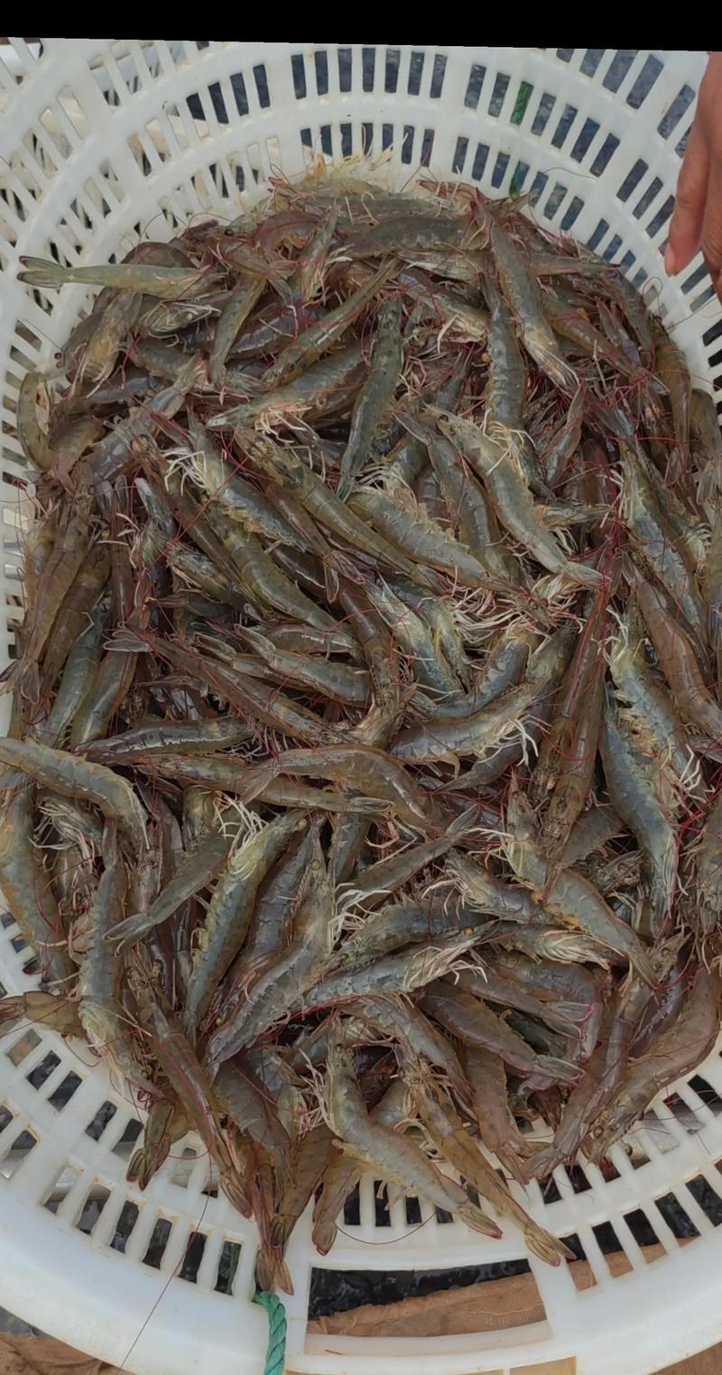 淡水虾养殖技术最新突破是什么？-图1