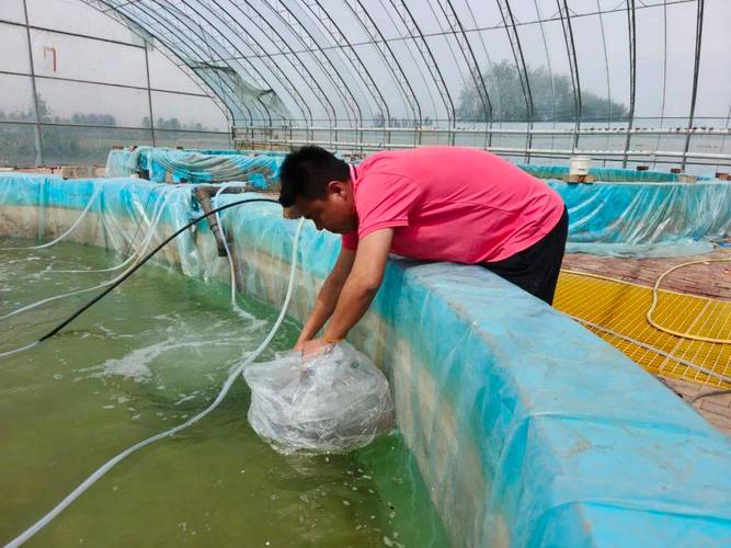 淡水虾养殖技术最新突破是什么？-图3