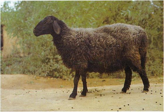 世界著名羔皮羊品种有哪些？-图2