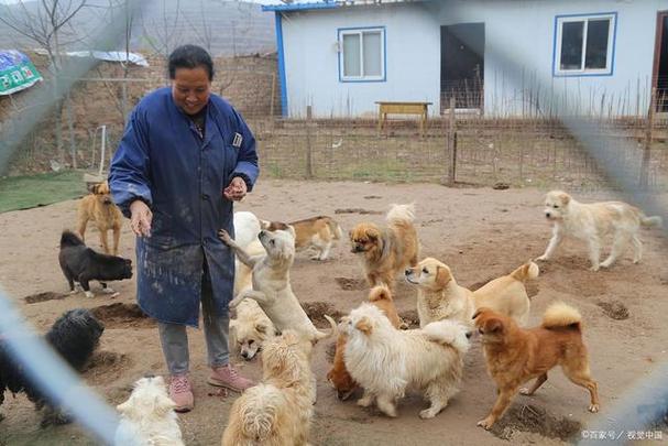 曼陀罗麻醉饲养肉狗技术安全吗？-图1