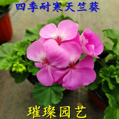 天竺葵品种分类到底有哪些?-图2 天竺葵品种分类到底有哪些?-图2