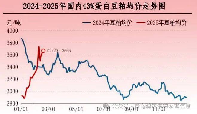 2025肉毛鸡价格会涨还是跌?-图2 2025肉毛鸡价格会涨还是跌?-图2