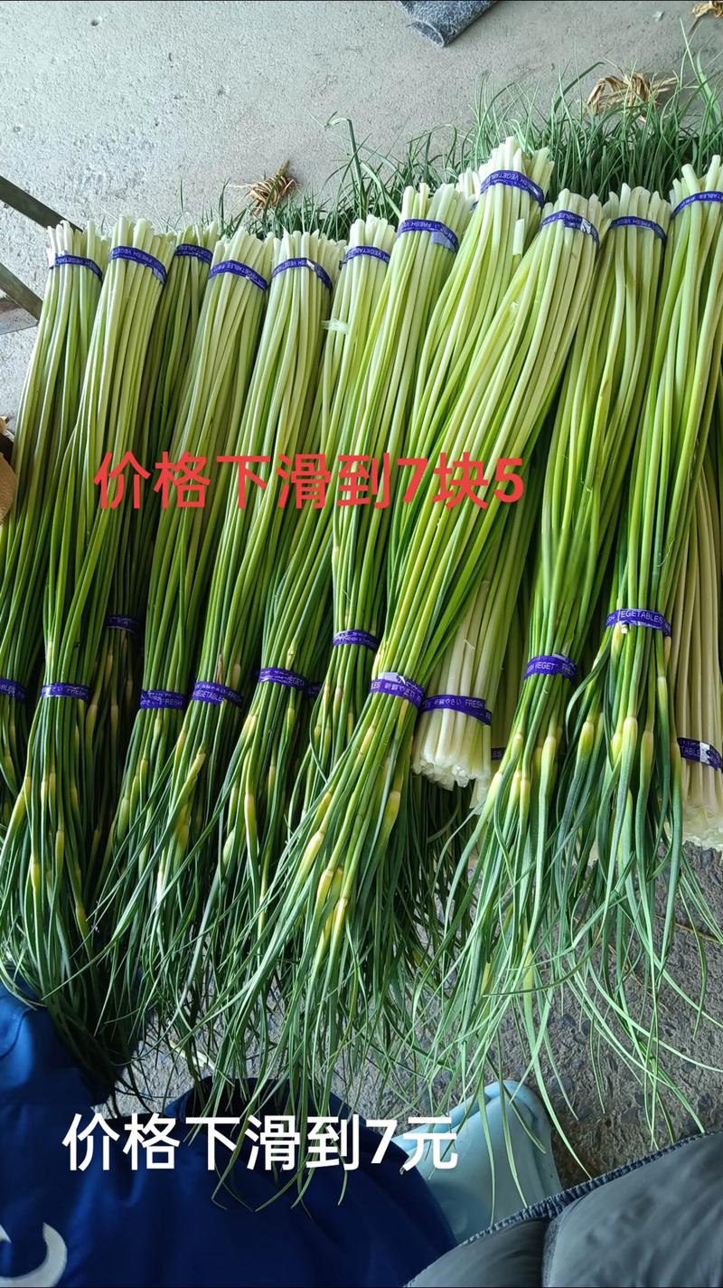 2025年蒜薹价格会涨还是会跌？-图2