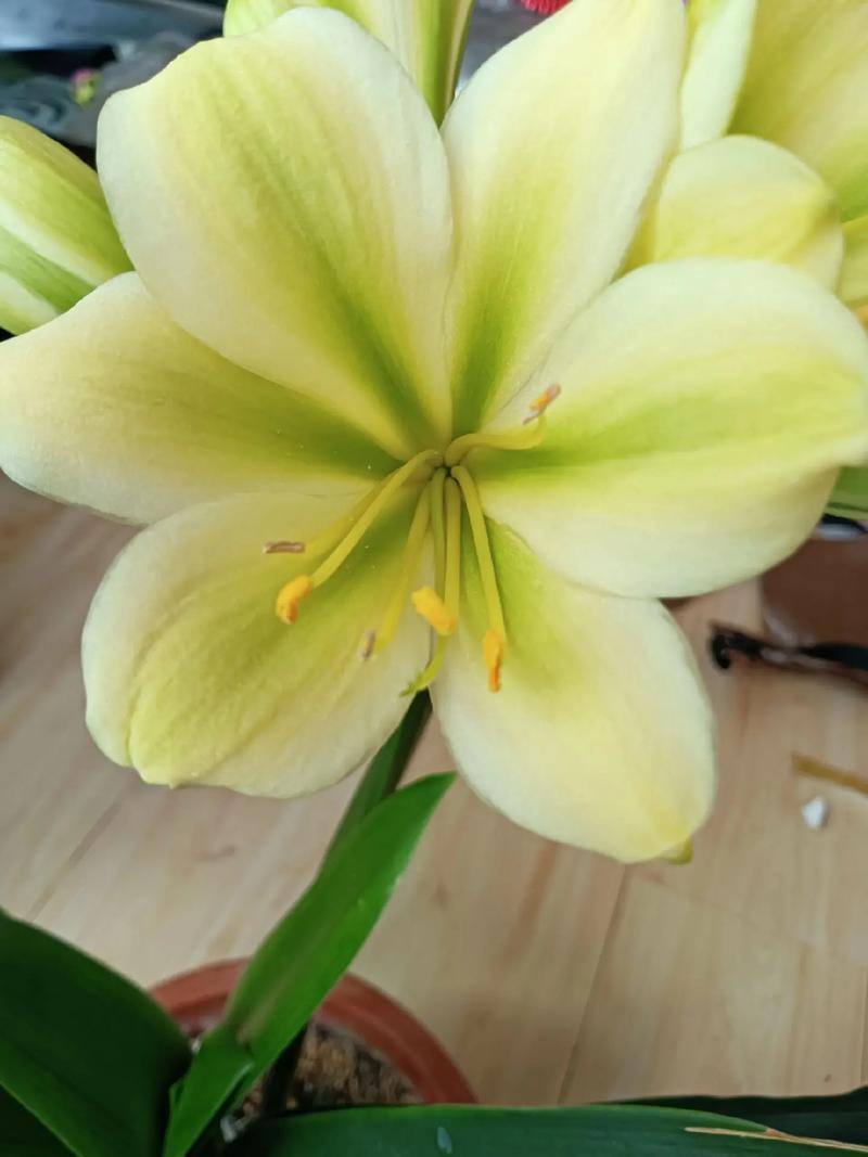 胜利君子兰哪类品种能成功授粉？-图2