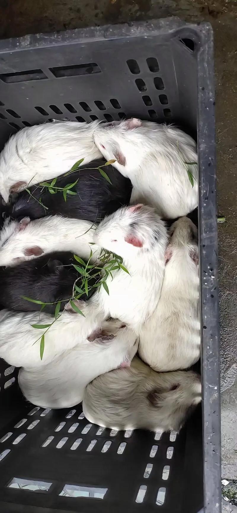 竹鼠品种哪个好？-图1