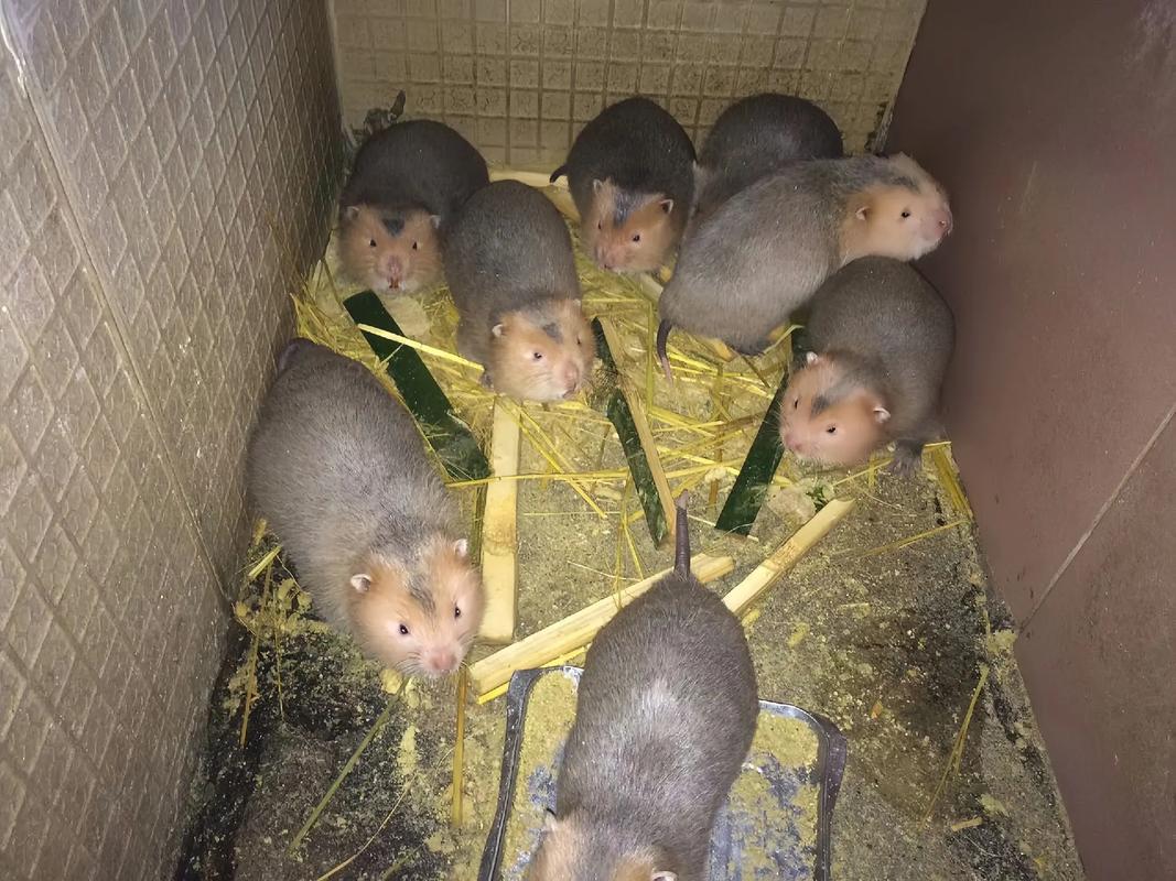 竹鼠品种哪个好？-图2