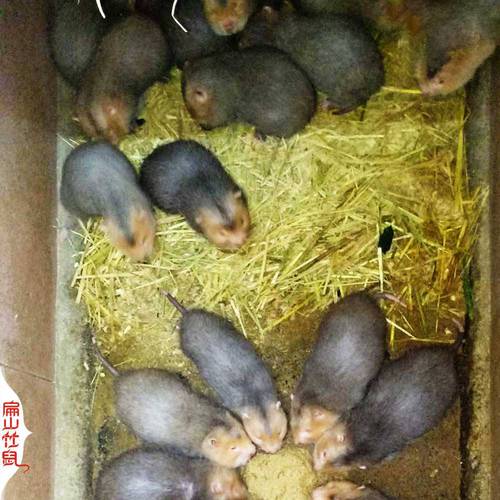 竹鼠品种哪个好？-图3