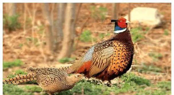 野鸡苗价格多少钱一只？-图1